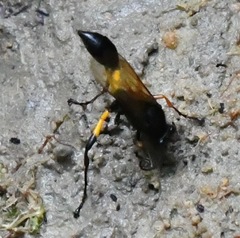 Sceliphron javanum