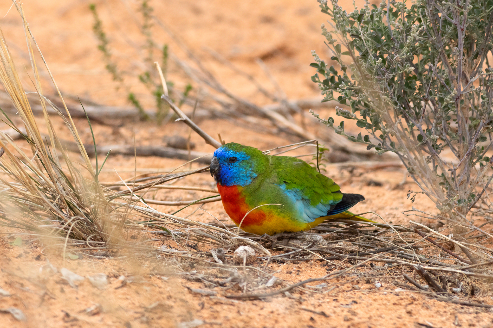 Scarlet-chested Parrot (Neophema splendida), photo 4