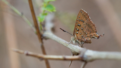 Axiocerses harpax