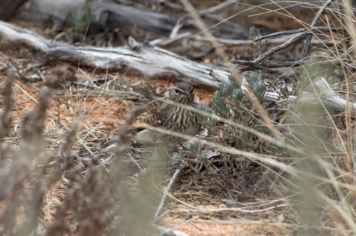 Shy Heathwren (Hylacola cauta), photo 4