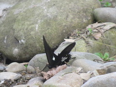 Papilio nephelus chaonulus