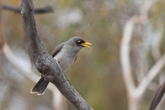 Black-Eared Miner photo 4