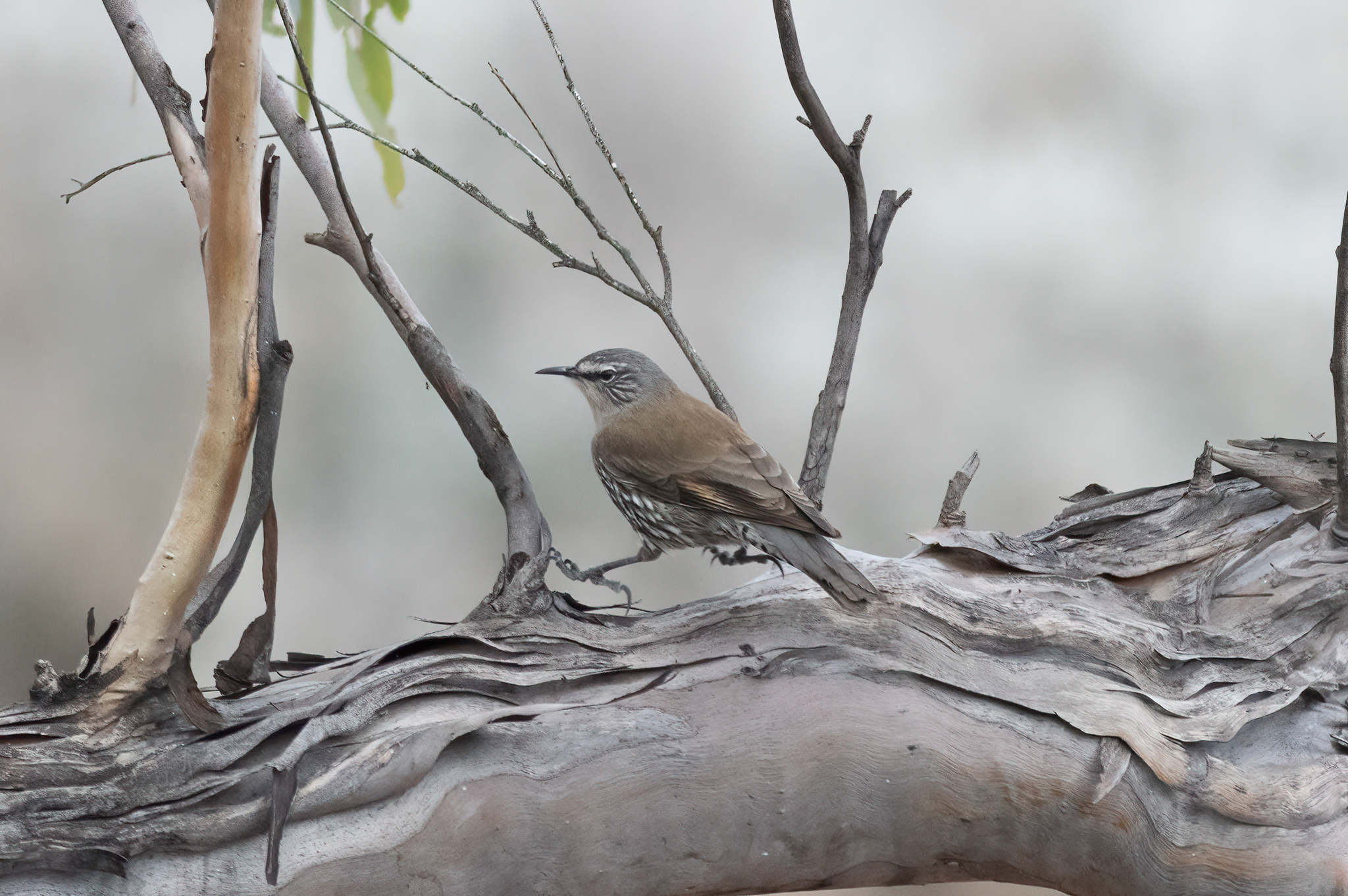 White-browed Treecreeper illustration