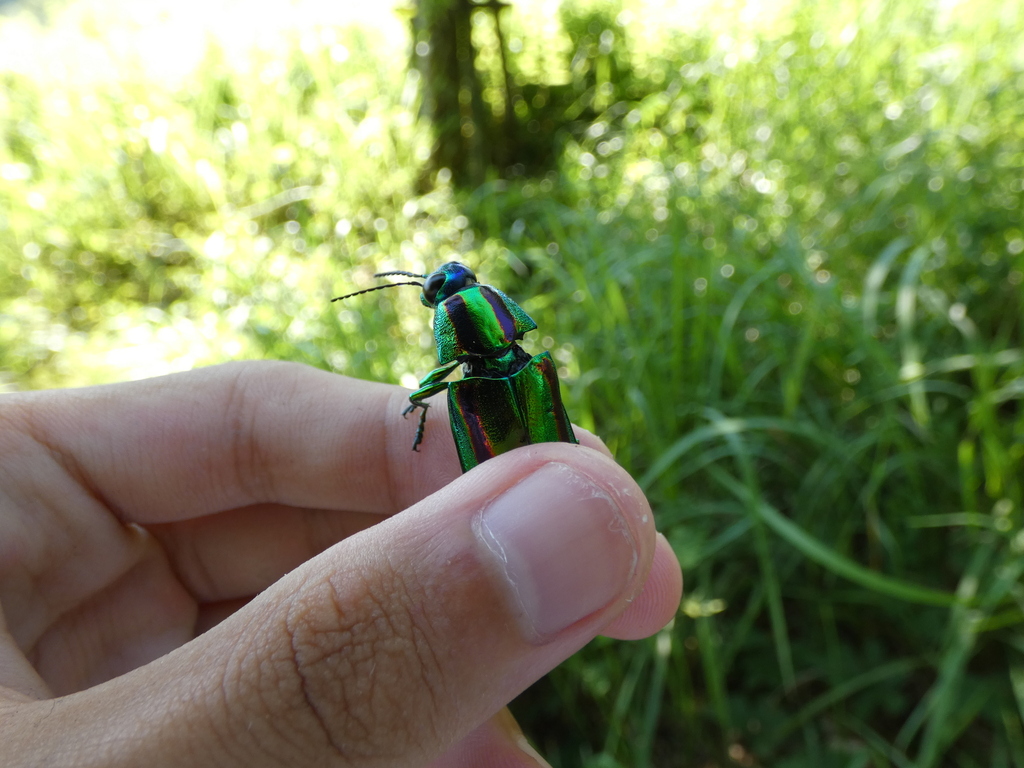 Japanese Jewel Beetle in August 2021 by necydalis_ · iNaturalist