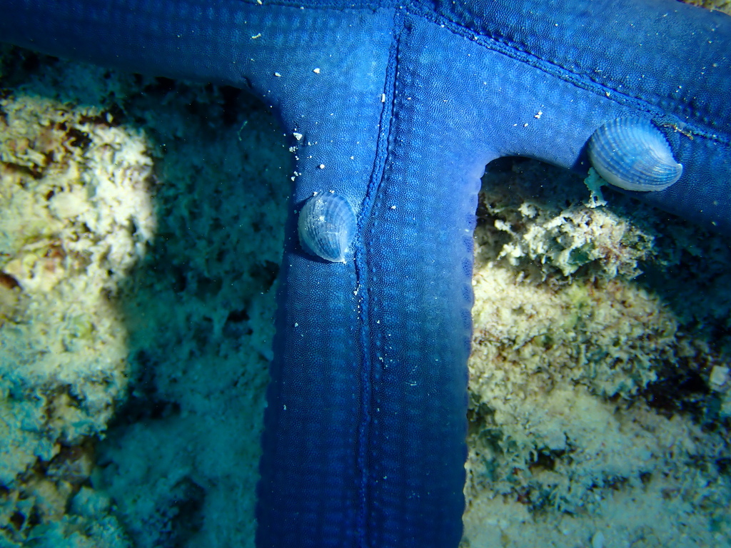 Thyca crystallina