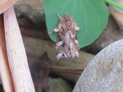 Callopistria duplicans