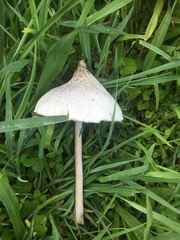 Macrolepiota dolichaula