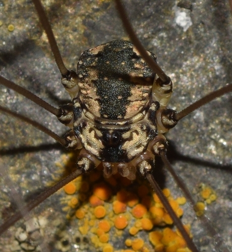 Leiobunum defectivum