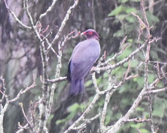 Patagioenas squamosa