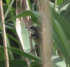 Apalis thoracica capensis