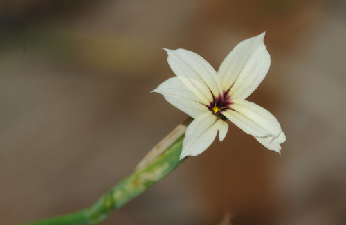 Sisyrinchium micranthum