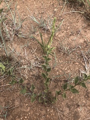 Chascanum hederaceum natalense