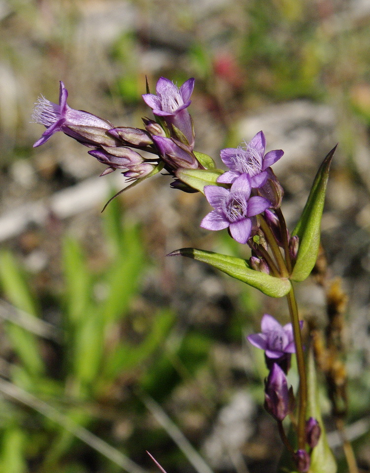 Gentianella amarella