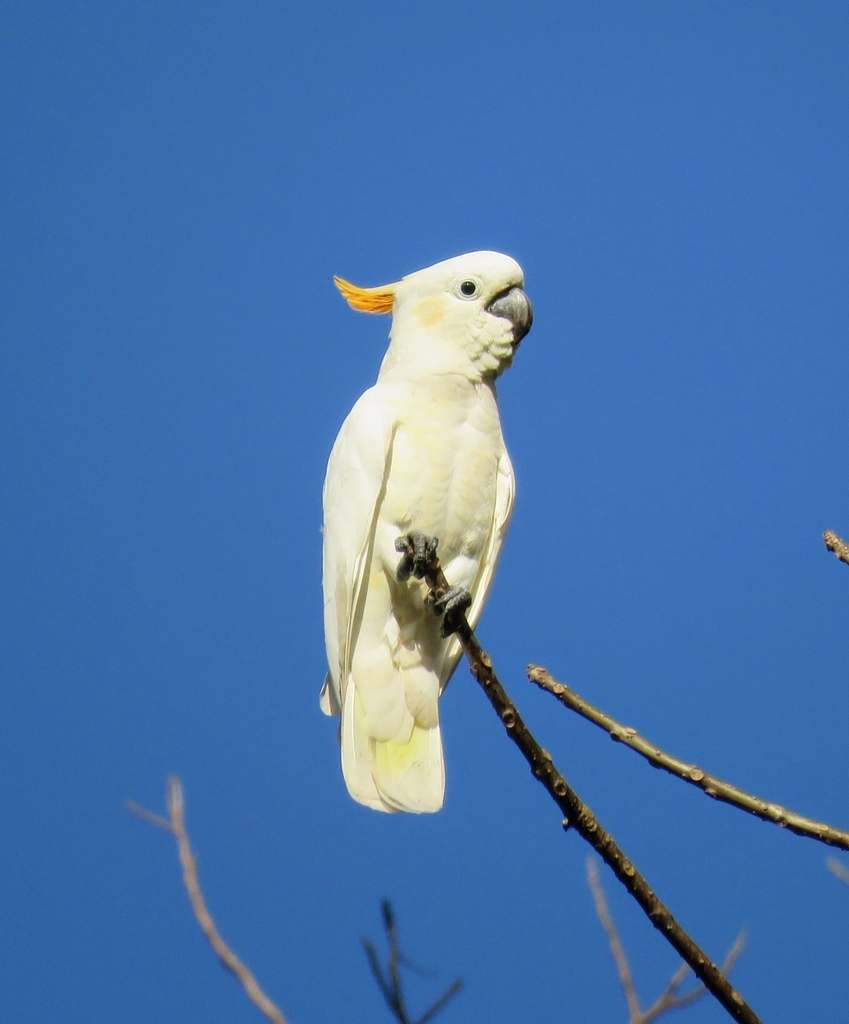 Citron-crested Cockatoo