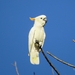 Citron-crested Cockatoo - Photo (c) emskakoon, some rights reserved (CC BY-NC), uploaded by emskakoon