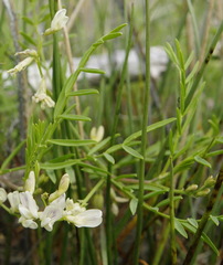 Astragalus tenellus