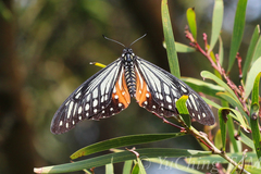 Papilio agestor