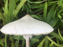 Macrolepiota dolichaula