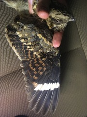 Caprimulgus climacurus