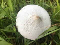 Macrolepiota dolichaula