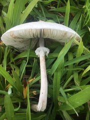 Macrolepiota dolichaula