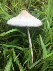 Macrolepiota dolichaula