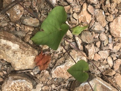 Ipomoea obscura obscura