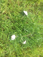 Macrolepiota dolichaula