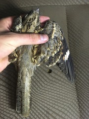 Caprimulgus climacurus