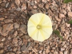 Ipomoea obscura obscura