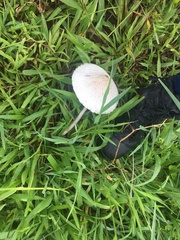 Macrolepiota dolichaula