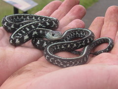 Thamnophis sirtalis concinnus
