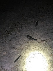 Caprimulgus longipennis