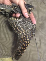 Caprimulgus longipennis