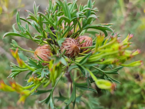 Image of Isopogon dubius by (c) Belinda Forbes, some rights reserved (CC BY)