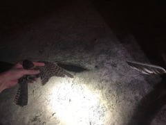 Caprimulgus longipennis