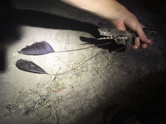 Caprimulgus longipennis