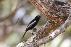 Melaniparus guineensis