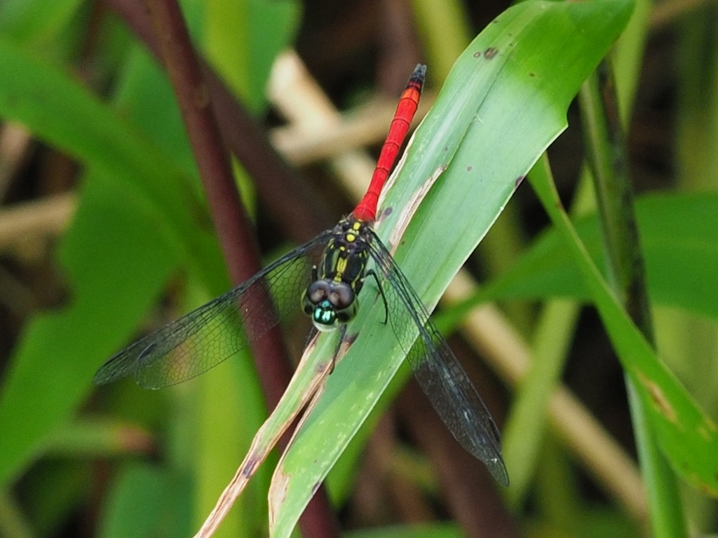 Agrionoptera cardinalis in March 2023 by Heather Ketebengang · iNaturalist