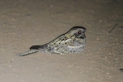 Caprimulgus climacurus