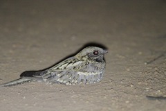Caprimulgus climacurus
