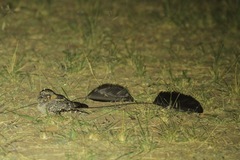 Caprimulgus longipennis