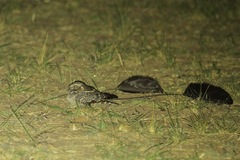 Caprimulgus longipennis