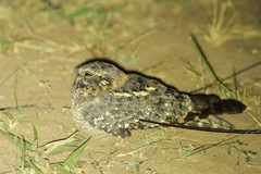 Caprimulgus longipennis