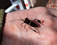 Leptoglossus macrophyllus