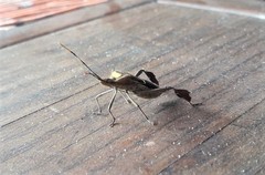 Leptoglossus macrophyllus