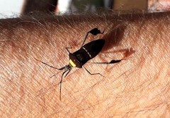 Leptoglossus macrophyllus