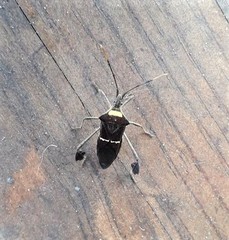 Leptoglossus macrophyllus