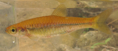 Rasbora steineri