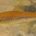 Chinese Rasbora - Photo (c) H.T.Cheng, some rights reserved (CC BY-NC), uploaded by H.T.Cheng